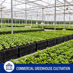 Seedling tray